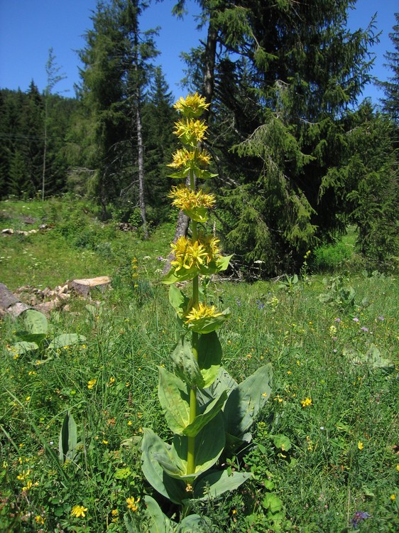 Gentiana lutea